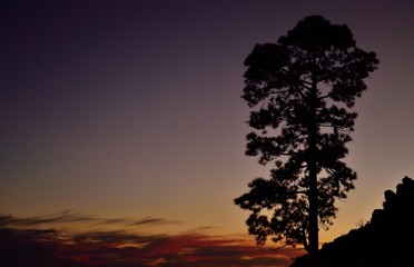 Isolated pine at nightfall, natural park of Pilancones, Canary islands