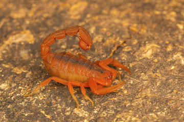 Fat tailed scorpion, Hottentotta rugiscutis from type locality, Chengalpettu, Tamil Nadu, India