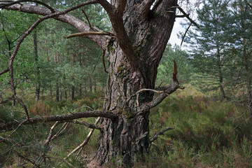 Old tree in forest of the regional nature park of French gatinais