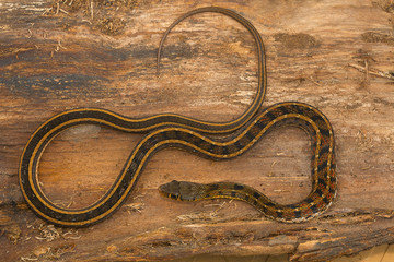 Buff striped keelback snake, Amphiesma stolata from Kaas plateau, Satara district, Maharashtra.