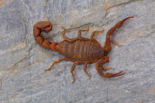 Fat tailed scorpion Hottentotta rugiscutis from Satara district, Maharashtra, India