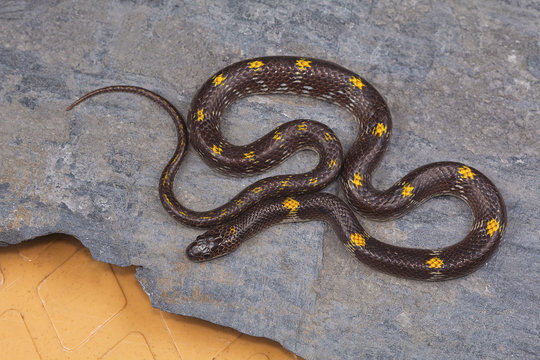Barred wolf snake, Lycodon striatus from Kaas plateau, Satara district, Maharashtra