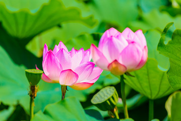 The Lotus Flower.Background is the lotus leaf and lotus flower.Shooting location is Yokohama, Kanagawa Prefecture Japan.