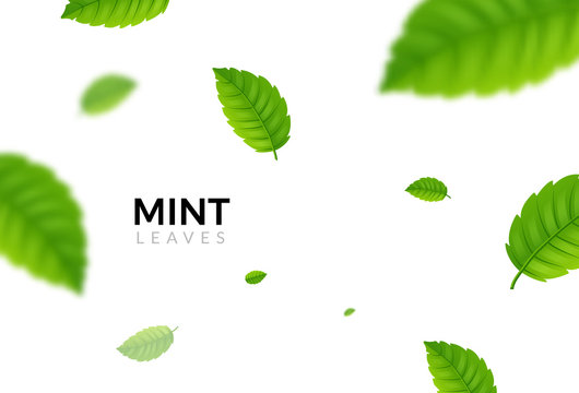 Green eco mint leaf background. Ecology mint pattern design plant illustration