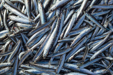 Lot of raw fresh anchovies fishes. Top view. Sea food background theme