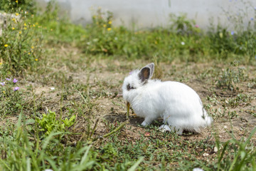 rabbit in the garden