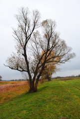 Willow and poplar tree with yellow leaves and grass glade near dry reeds, cloudy rainy sky and mist in Ukraine in autumn