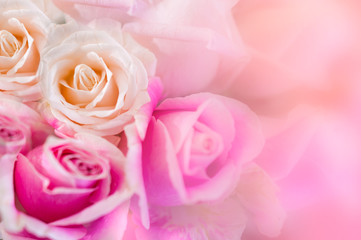 Pink roses Background blur Valentine