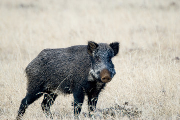 Portrait wild pig