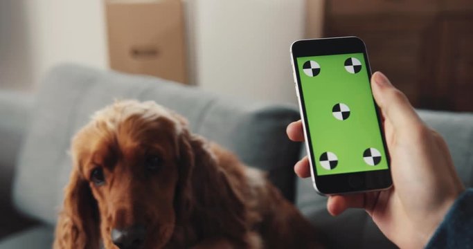 Guy stroking dog's paw and taking pictures on smartphone. Young man taking photo of favorite pet at home. Indoors.