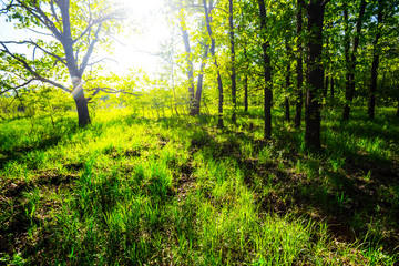 Fototapeta na wymiar beautiful green summer forest glade sunny scene