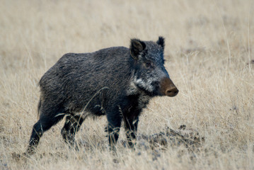 Portrait wild pig