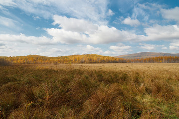 Fototapeta na wymiar Golden autumn in the forest