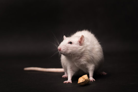 White rat isolated on dark background