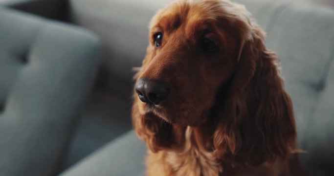 Beautiful thoroughbred dog sitting on couch in new apartment. Favorite pet Spaniel looking at hosts. Indoors. Close-up.