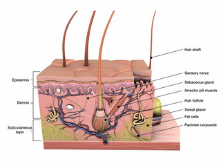 Skin Cross Section Anatomy Labeled on White