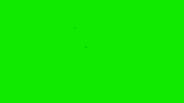 Two Annoying flies on a Green Screen Background