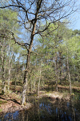 Fototapeta premium Pond in Fontainebleau forest