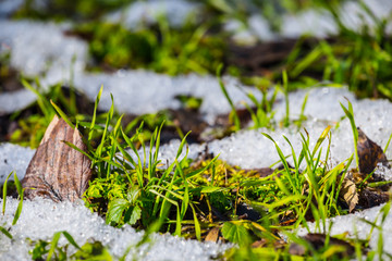 beautiful closeup green grass sprouts push through a snow