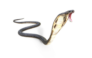 Naklejka premium 3d King Cobra The World's Longest Venomous Snake Isolated on White Background, King Cobra Snake, 3d Illustration, 3d Rendering