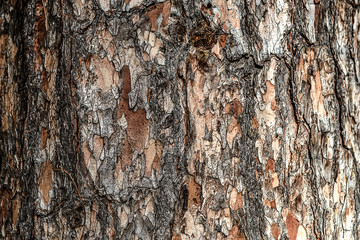 Wood tree bark texture background