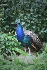 Obraz premium beautiful male peacock with green background