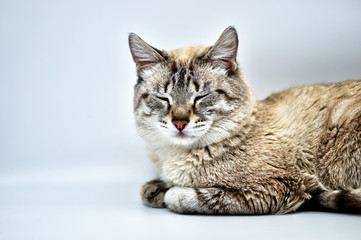 Obraz premium Siamese cat snoozing on a