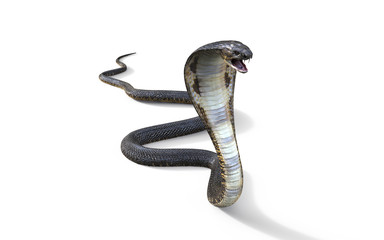 Obraz premium 3d King Cobra Najdłuższy na świecie jadowity wąż na białym tle, King Cobra Snake, ilustracja 3d, renderowanie 3d