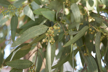eucalyptus © simona