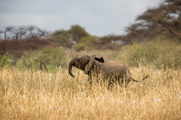 Obraz na płótnie Canvas Baby Elefant - Loxodonta africana
