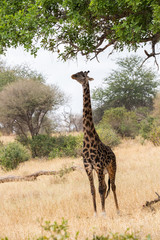 Giraffe