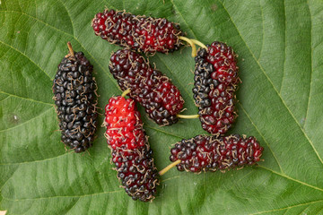 close up mulberry on green leaves. The fruit of the Black Mulberry, native to southwest Asia. ...