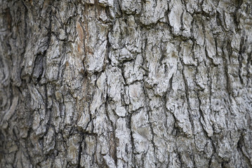 olive tree bark