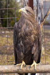 Beautiful eagle in a cage zoo