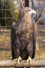 Beautiful eagle in a cage zoo