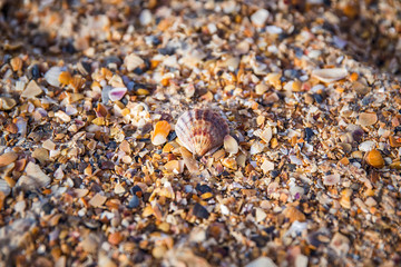 sea shells with sand as background