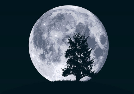lune - clair de lune - paysage - arbre - sapin - fond - ciel - rêve - nuit - nocturne - hibou