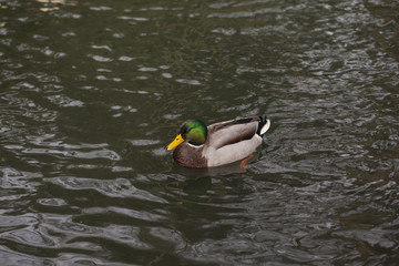 duck is swimming in the water