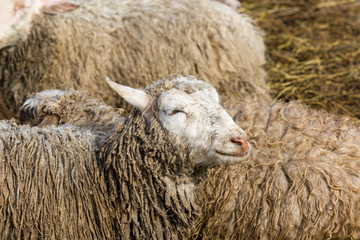Fototapeta premium Dirty shaggy sheep
