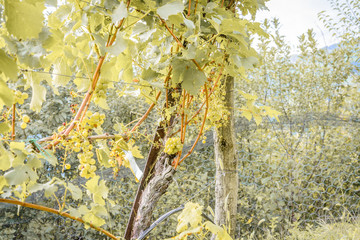 Vogelfraß by Silvaner © Zippl W.