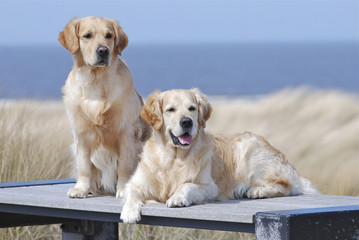 Two Golden Retrievers, one of them is sitting, the other one is lying on a wooden bench at the beach, blue sea and dune grass background.