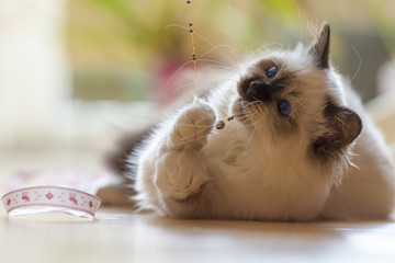 Kitten cat breed Sacred Birman playing with little bells on the wooden floor, close up.