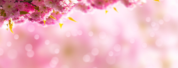 Fototapeta premium japanischer kirschblütenzweig vor rosa hintergrund