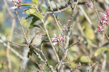 Birds on wildflowers