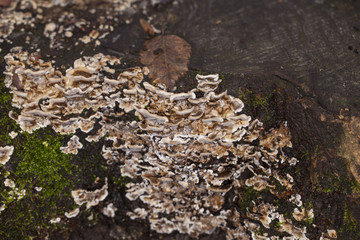 tree trunk covered with moss and mushrooms, close up