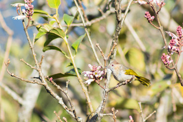 Birds on wildflowers
