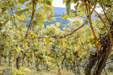 Vogelfraß by Silvaner