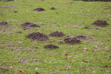  large number of moles on wages