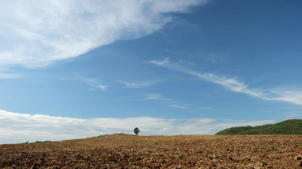 tree on dry field during summer time landscape with blue sky background