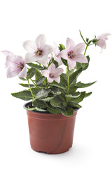 Rose flower of Platycodon, Platycodon grandiflorus, or bellflowers in flower pot, isolated on white...